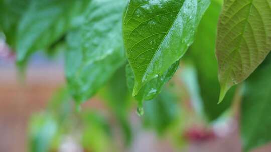 树叶水珠滴水水滴