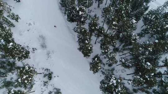 森林中的滑雪板