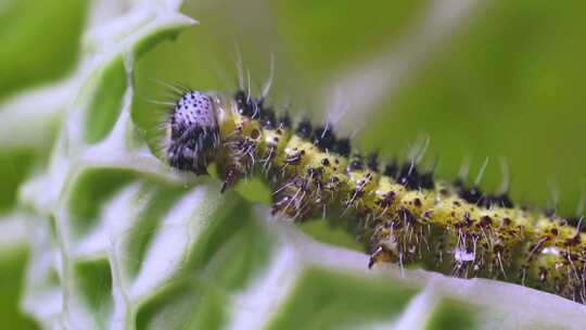 绿叶上的毛毛虫微距画面有机蔬菜害虫