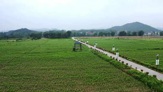 【航拍】艾草准化种植基地