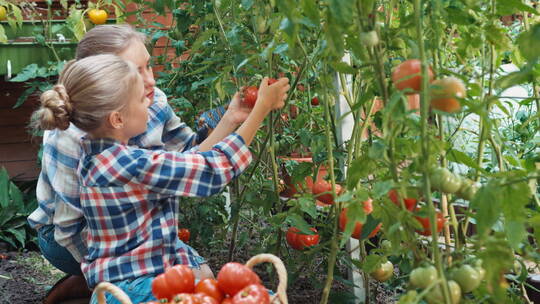 母亲和女儿在菜园里采摘西红柿