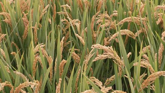 农业稻田水稻高清素材