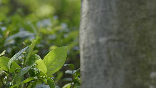 茶叶 茶场 高山茶场 阳光下 大风