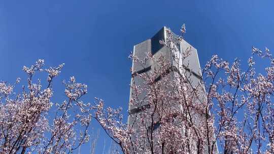 仰视双子塔高楼建筑风吹樱花树