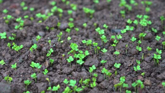 【合集】4K细雨中茁壮生长的豌豆苗秧苗
