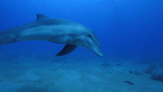 海豚游泳水摄