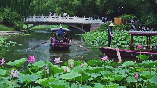 夏季荷塘湖面游船摇橹船赏荷花荷叶