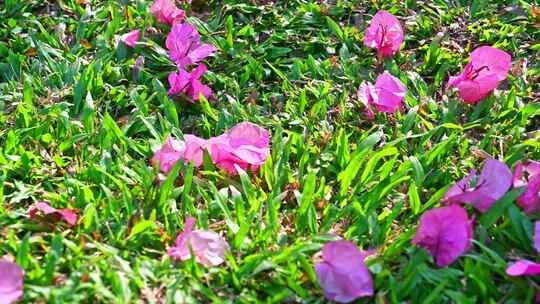 海南三亚公园里春天阳光下的三角梅