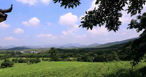 江苏省宜兴阳羡生态茶园茶田 蓝天白云背景