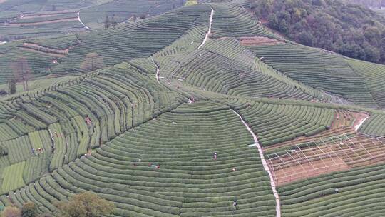 杭州龙井山茶园鸟瞰图。4k