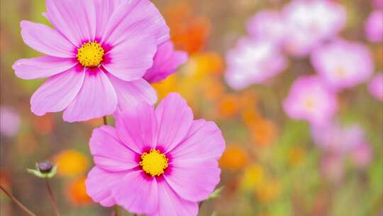 野花花园公园小花秋英大波斯菊秋樱