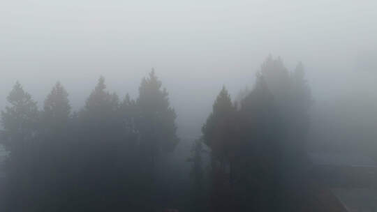 清晨树林浓雾视频素材模板下载