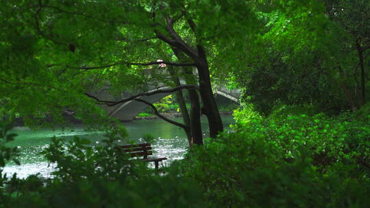 诗画江南植物园林4K 唯美雨水意境 白噪音