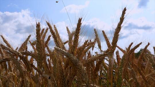 秋田丰收饱满的大麦稻谷