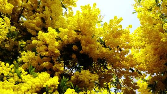 树枝上茂密的黄色的小花朵