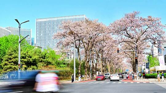 北京亦庄的梧桐大道花海街道