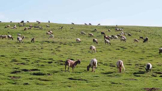 青海草原牧场羊群