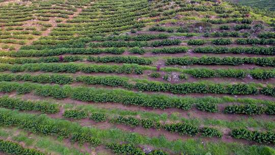 航拍危地马拉科班山坡上的咖啡种植园