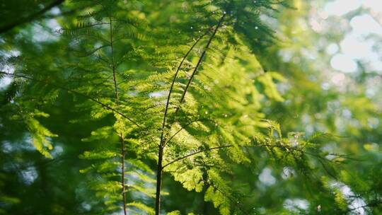 唯美夏天红杉绿色树叶植物逆光空镜