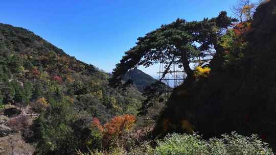 泰山迎客松