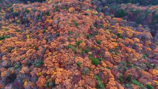 4K秋天色彩五花山光雾山秋景风光自然新疆