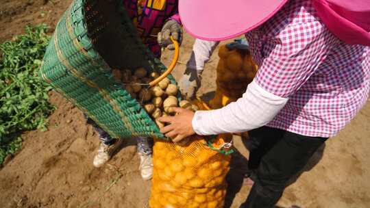 土豆种植