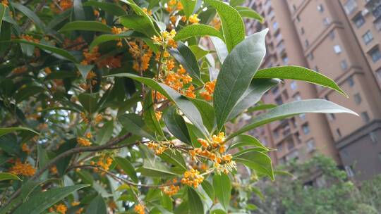 种植金桂桂花盛开