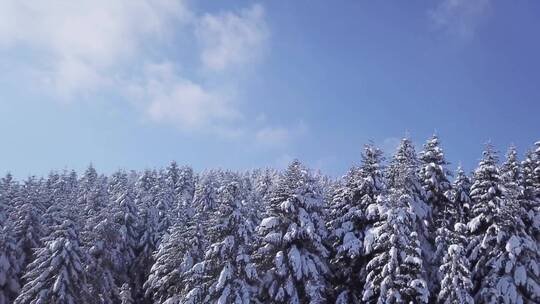 冬天被雪覆盖的森林