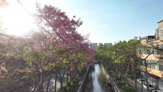 中国广东省广州市荔湾区坦尾美丽异木棉