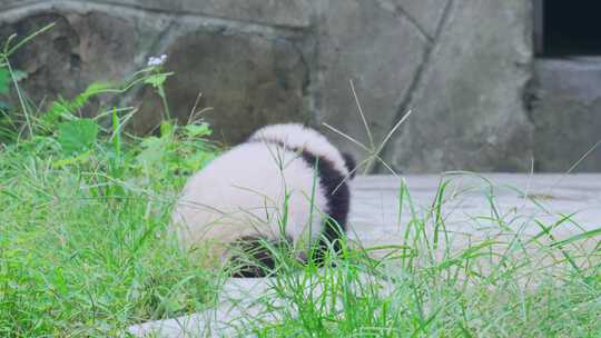 大熊猫幼崽