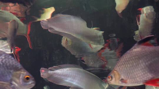 亚马逊雨林水下生物食人鱼