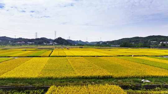 4k长沙隆平稻作公园秋收稻田航拍