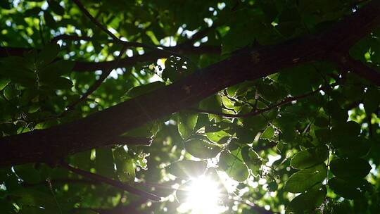 唯美森林中阳光下的树叶影子与阳光空镜