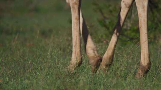 长颈鹿，网纹长颈鹿，Safari，非洲