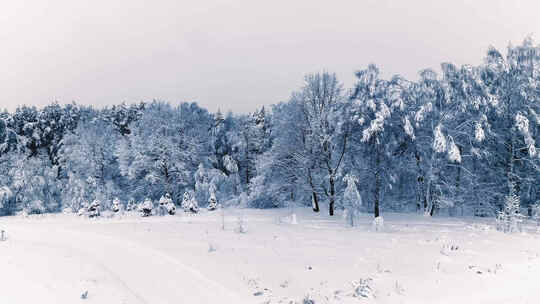 东北冬天冬季冰雪树林