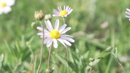 内蒙古大草原上的一朵小花小菊花