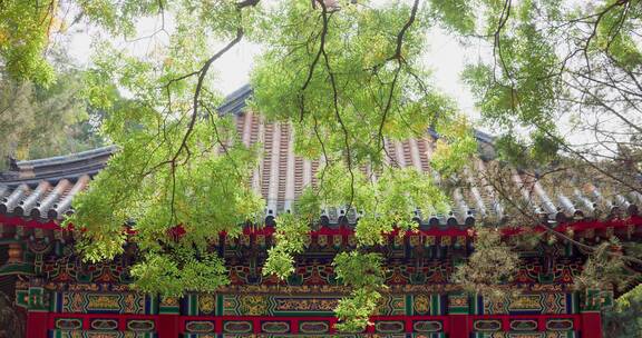 8k实拍北京故宫紫禁城庭院