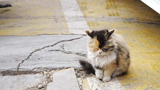 长毛猫咪蹲坐侧视图