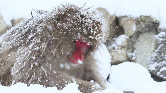 猴子在雪天里吃雪视频素材模板下载