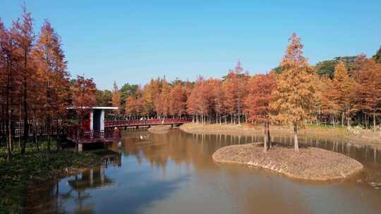 秋季水杉