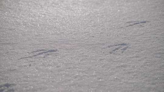 企鹅，足迹，南极洲，雪