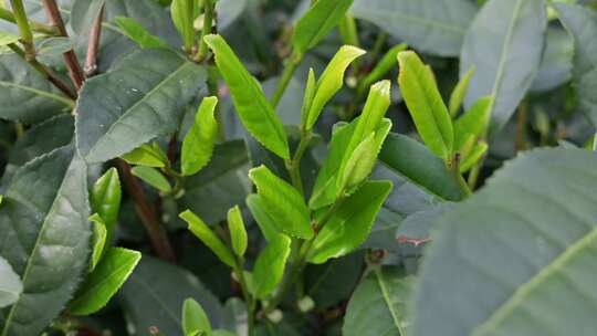 西湖龙井茶树上的茶叶嫩芽特写