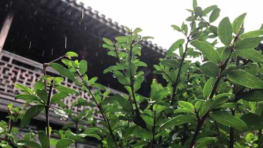 雨中古建筑绿植