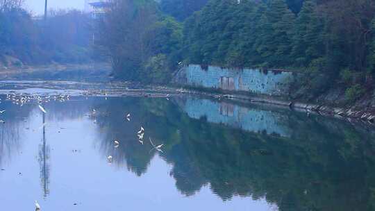 冬天枯水季节在河水中觅食的白鹭实拍