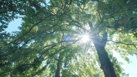 夏天夏日枫叶枫树树林树木树荫树阴