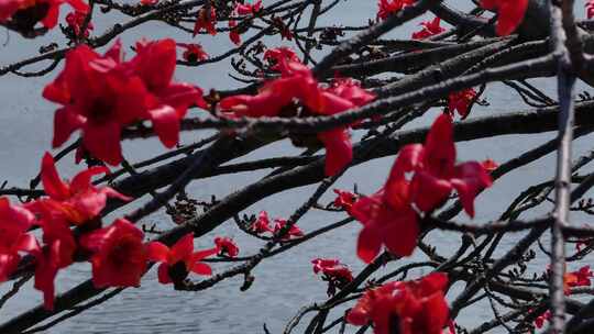 水边盛开的木棉花特写