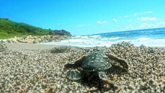 新生的海龟从沙滩中浮现，向海洋爬行。特写
