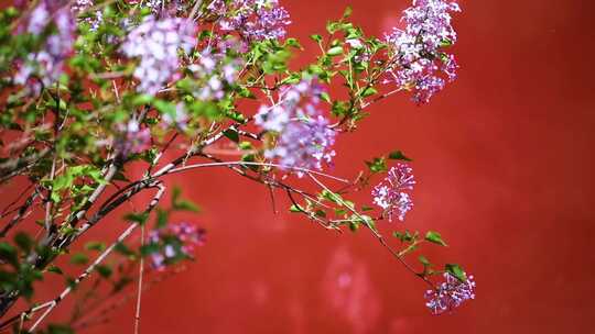 红墙丁香花