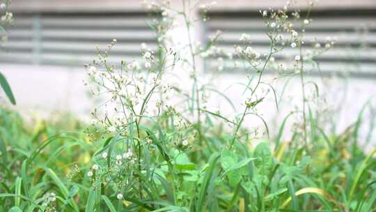 钻野紫菀 野菜 草本植物 菊科 顽固杂草