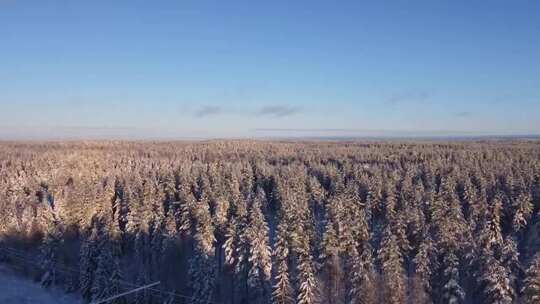 蓝天下白雪皑皑的松树